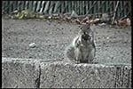 Click to see Squirrel Piece