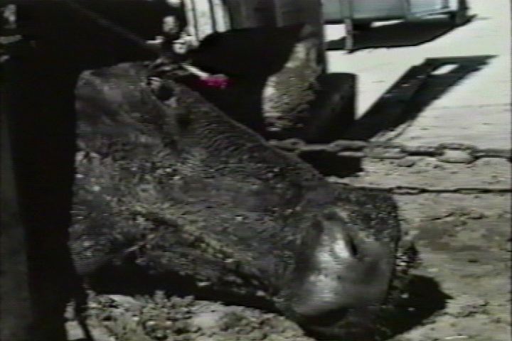 dying cow is dragged by chain around neck